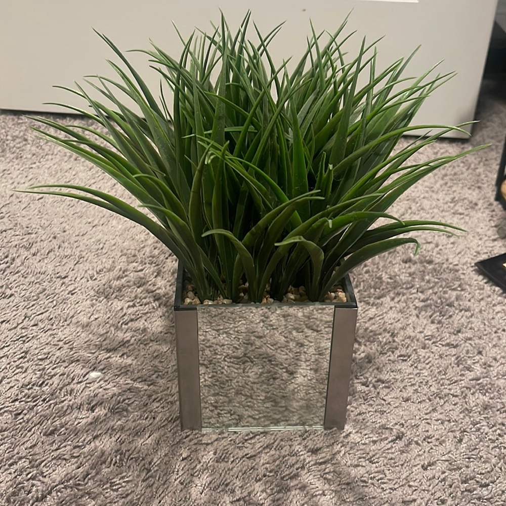 Decor/ Plant with mirror on each side